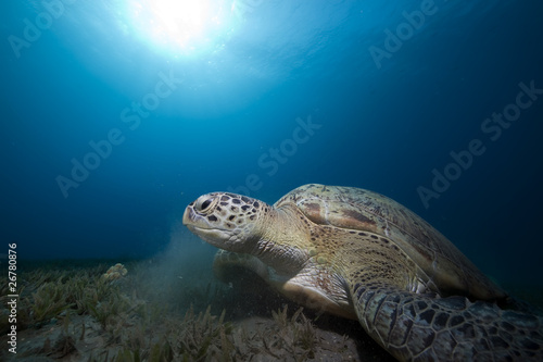 green turtle and ocean