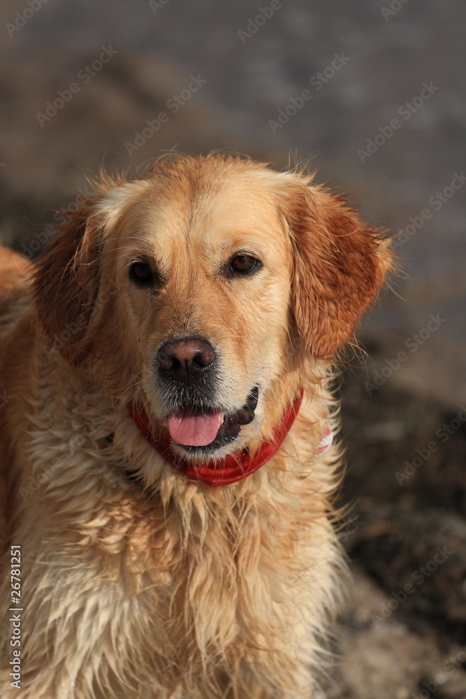 Golden Retriever am Meer /  Golden Retriever on the beach