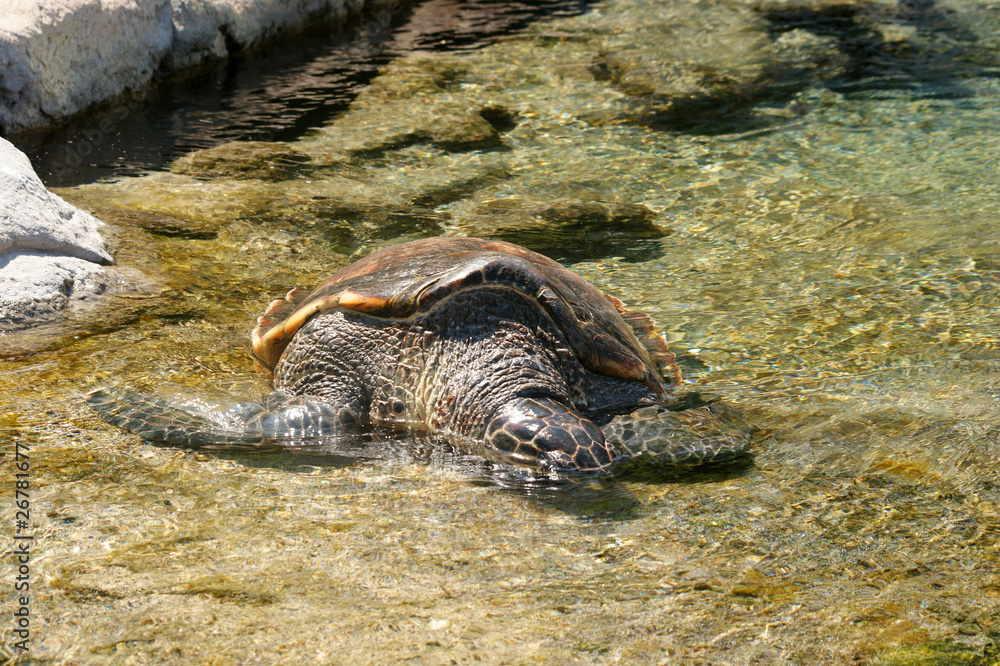 Naklejka premium Tortue marinne à Kelonia