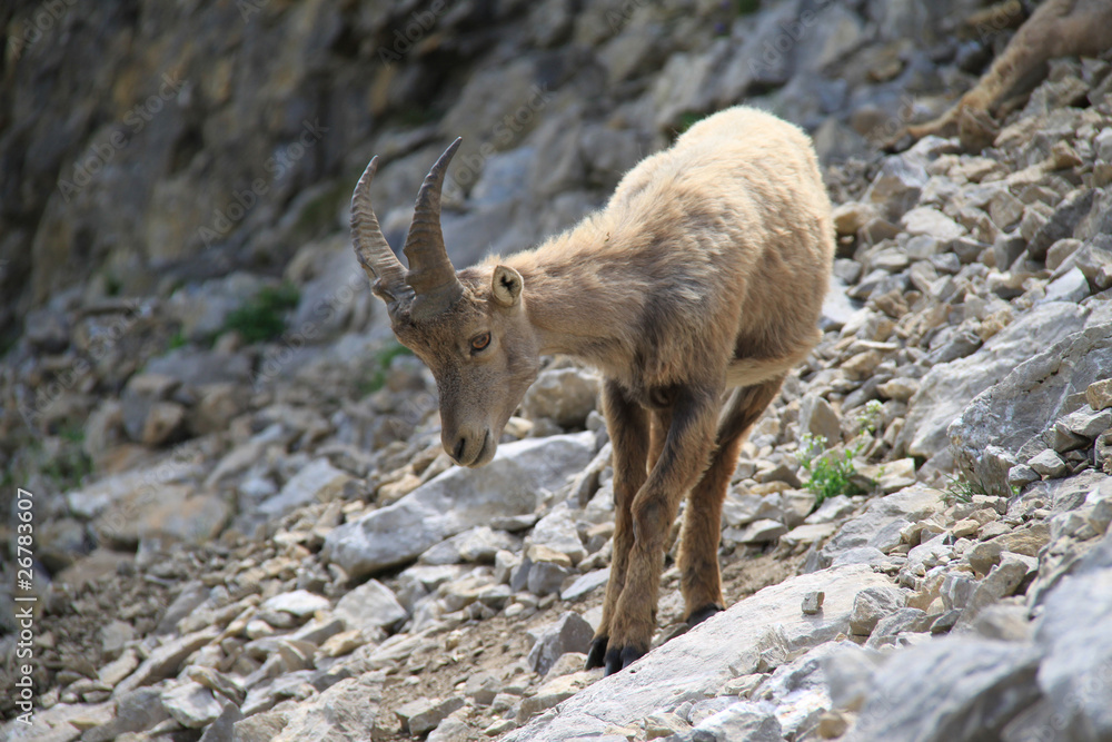 Naklejka premium Bouquetin