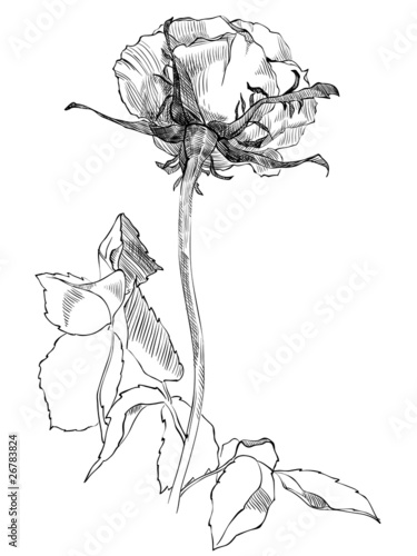 drawing a rose