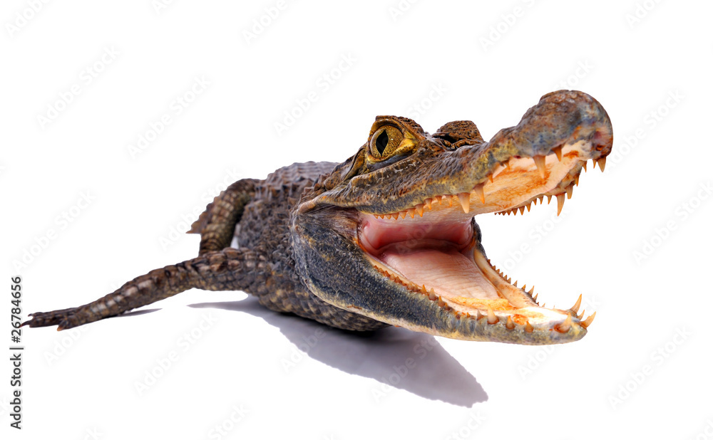 Obraz premium Crocodile