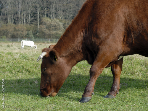 Close-up grazing cow