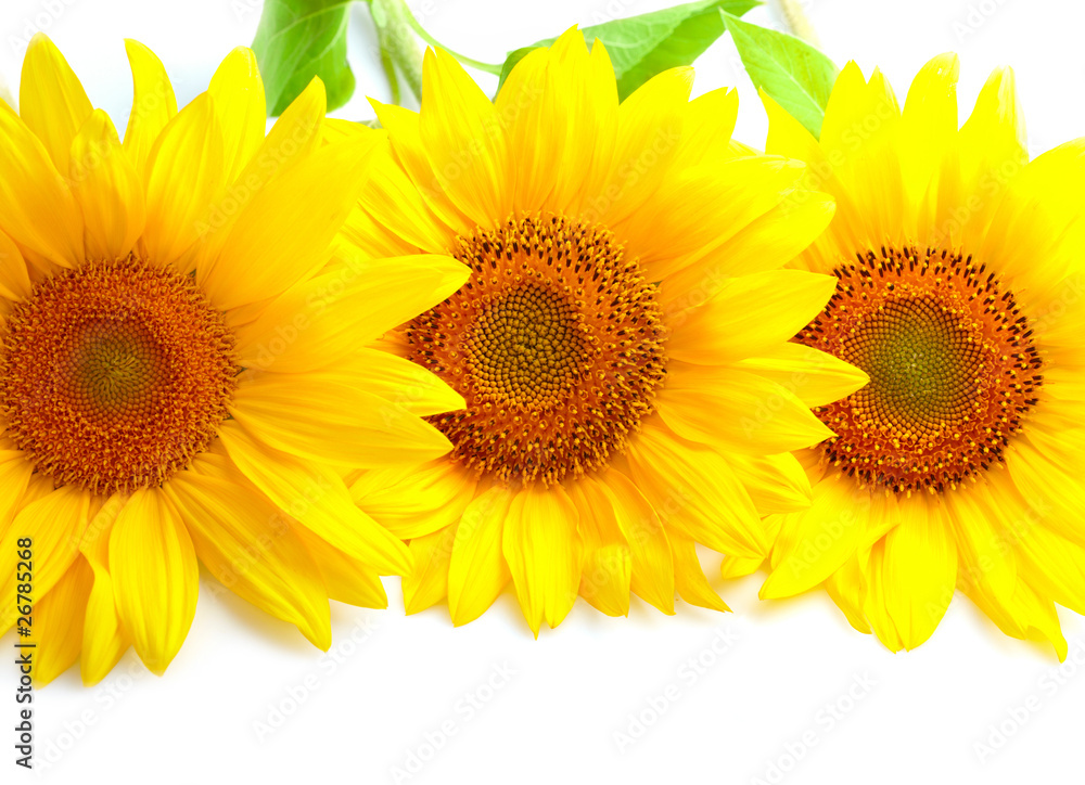 Obraz premium Three sunflowers with copyspase