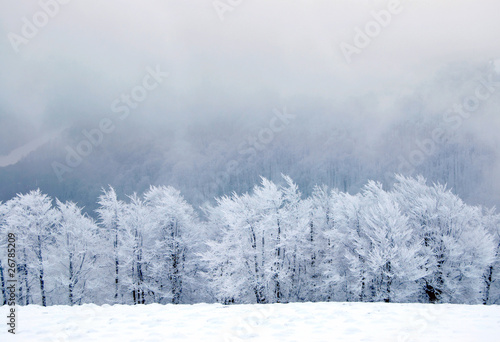Winter forest © SJ Travel Footage