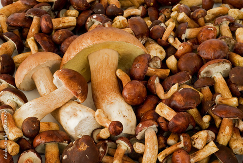 scattered mushrooms