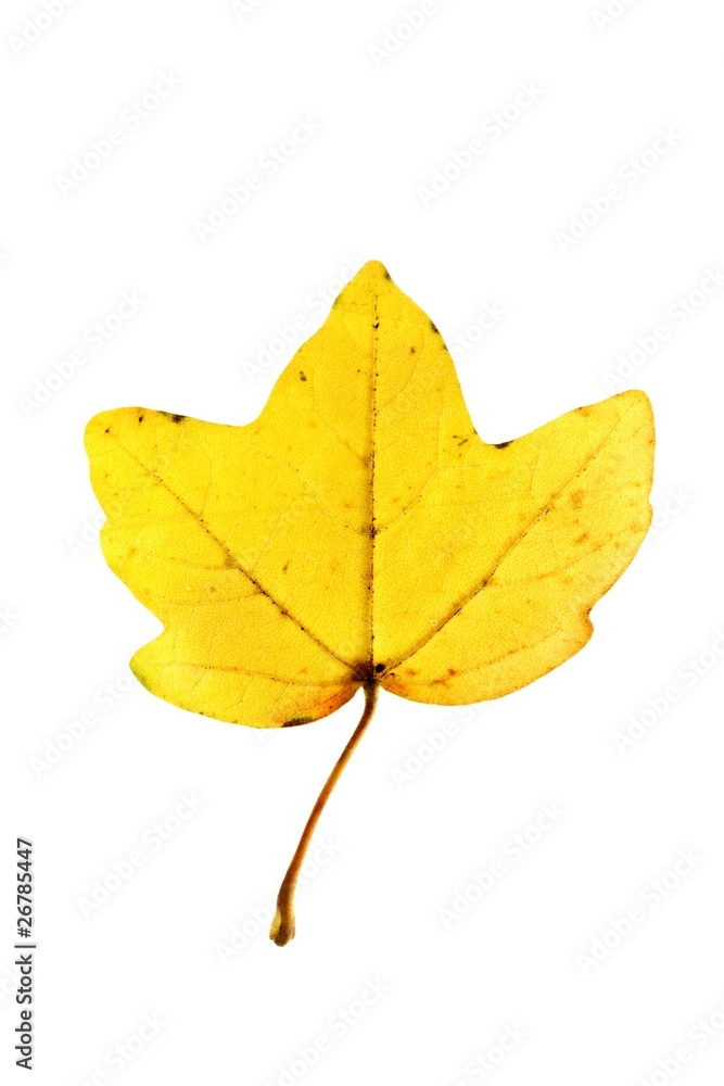 Acer campestre, Feld-Ahorn, Field Maple Acer campestre, Feld-Ahorn, Field Maple