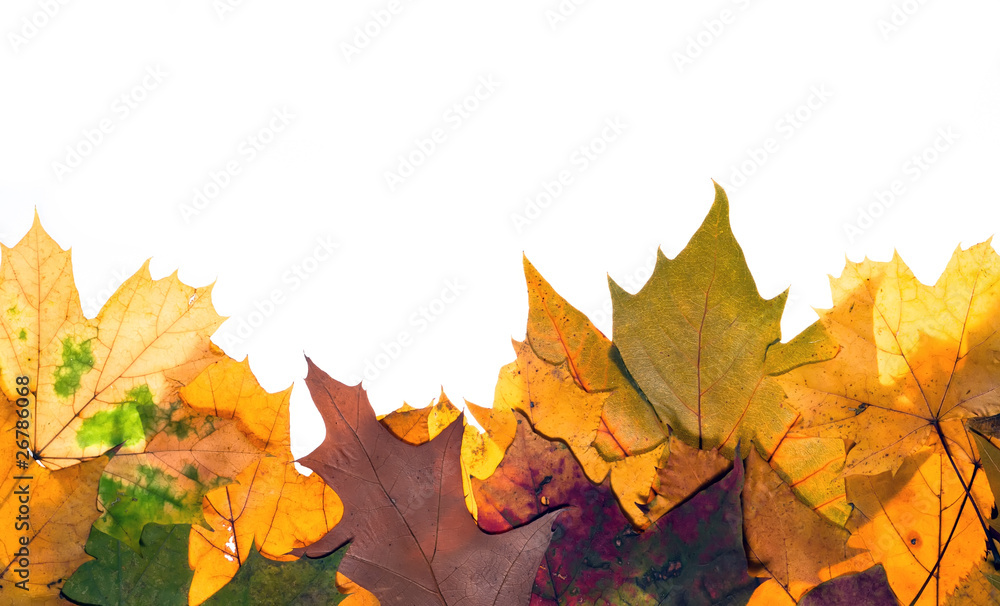 bunte Herbstblätter mit Textfreiraum oben bunte Herbstblätter mit Textfreiraum oben