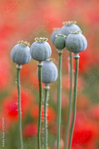 Fototapeta Naklejka Na Ścianę i Meble -  Schlafmohnkapseln