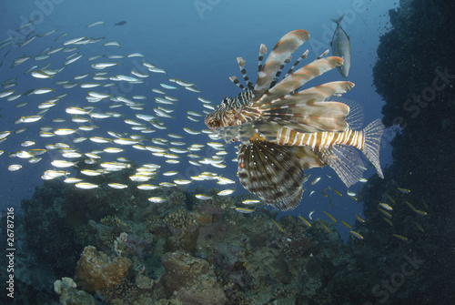 common Lionfish and school of small bait fish