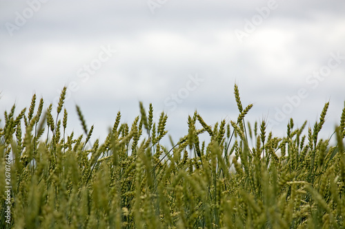 ears of wheat photo