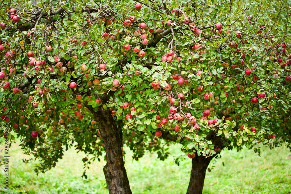 Apple trees orchard