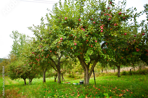 Photo Apple trees orchard