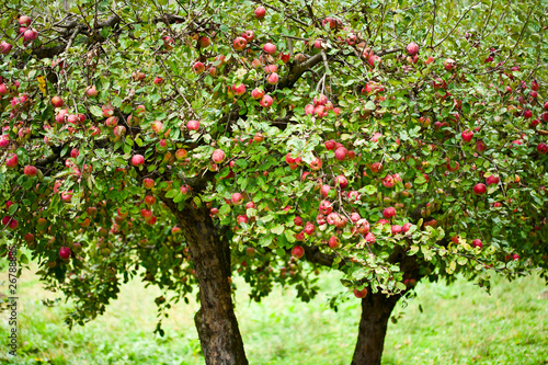 Apple trees orchard