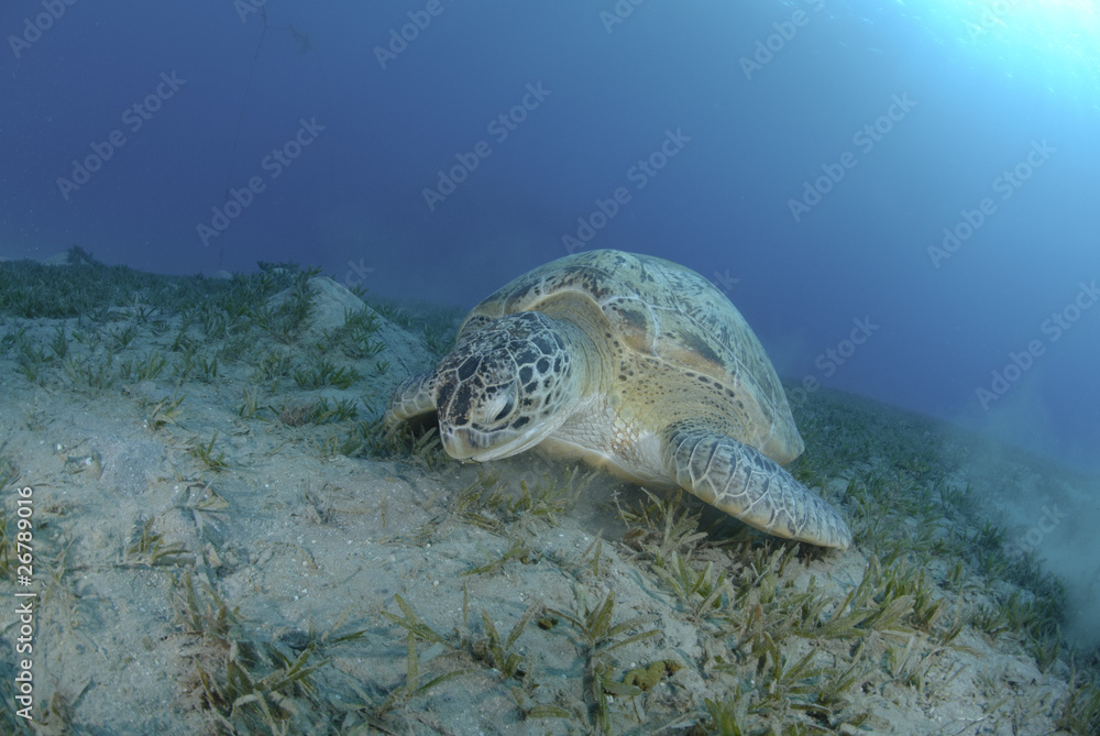 Obraz premium Green turtle on a bed of seagrass.