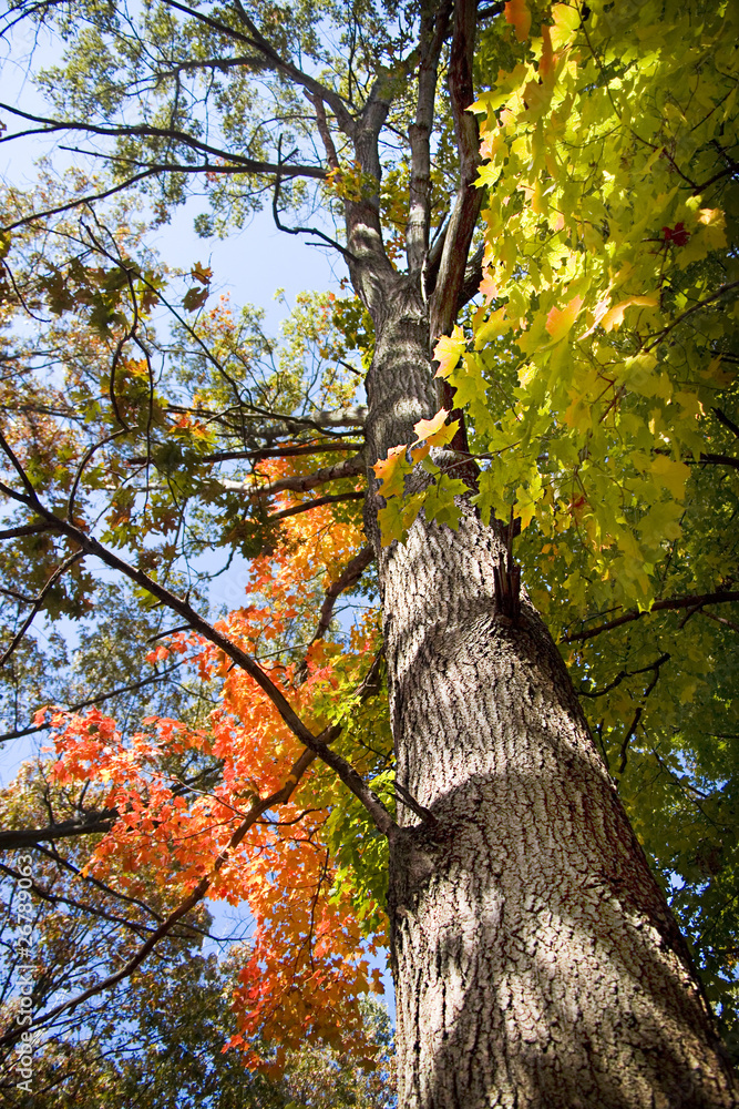 Fototapeta premium look up tree