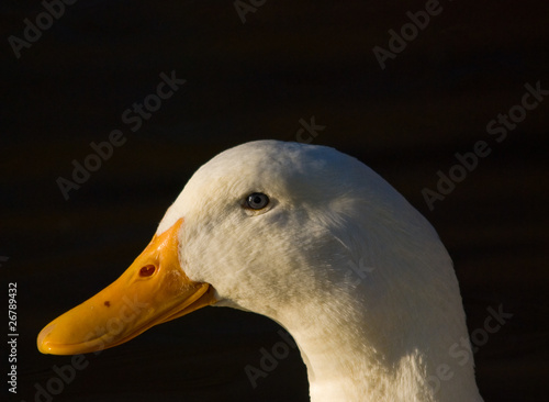 Domestic Duck