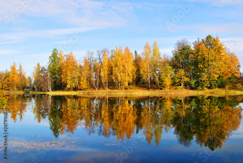Golden birch trees reflecting in water