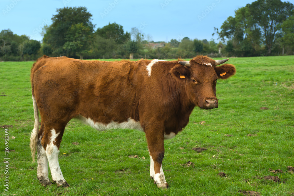 vache,animal,élevage