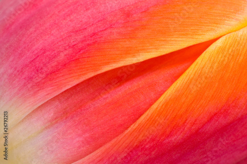 Close-up of tulip - abstract background