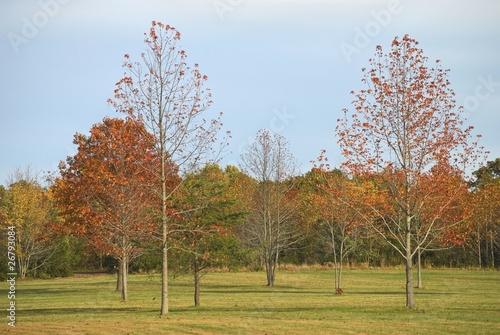 Autumn Field
