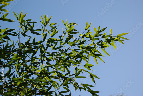 Wallpaper Mural Bamboo Leaves Torontodigital.ca