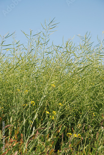 green rape