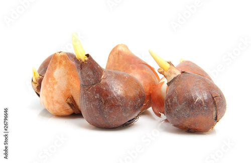 flower bulbs in closeup over white background