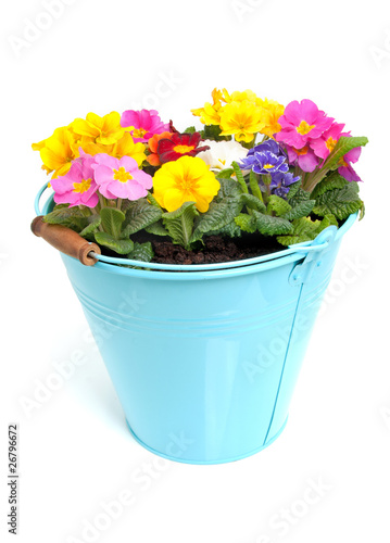 Colorful Primula flowers in blue bucket over white background