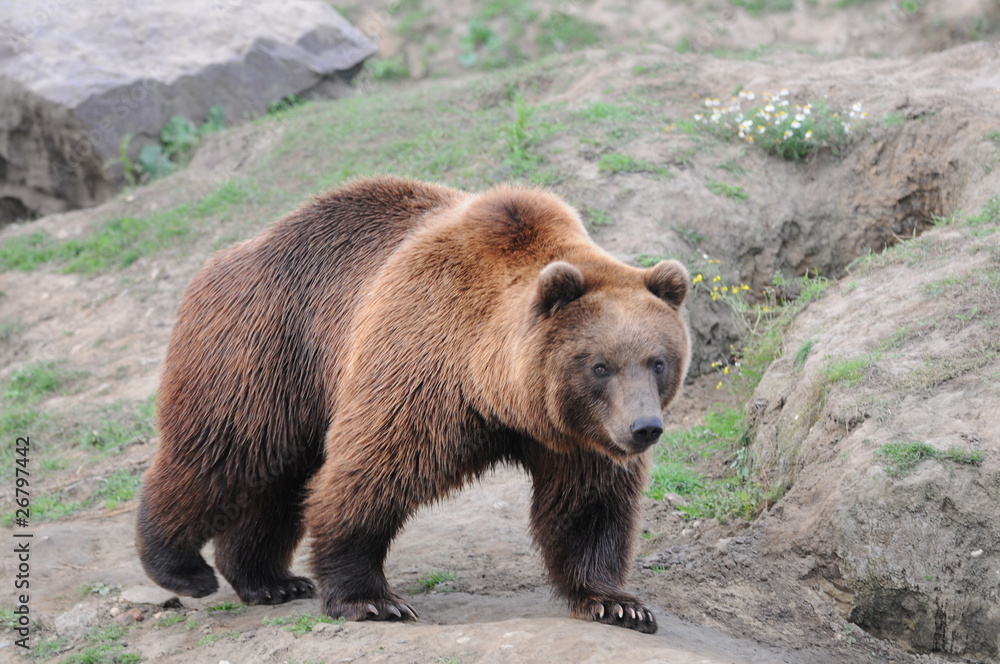 Fototapeta premium Braunbär