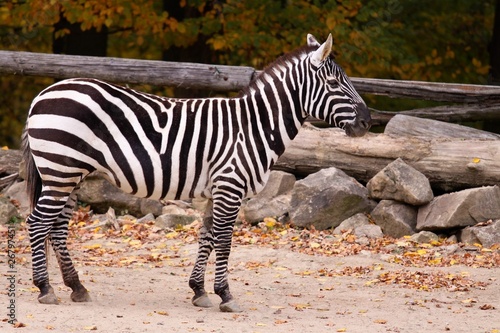 zebra