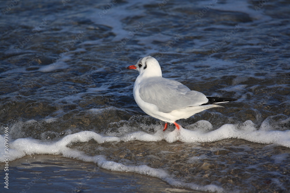 Fototapeta premium Möwe am Strand-gull on the beach