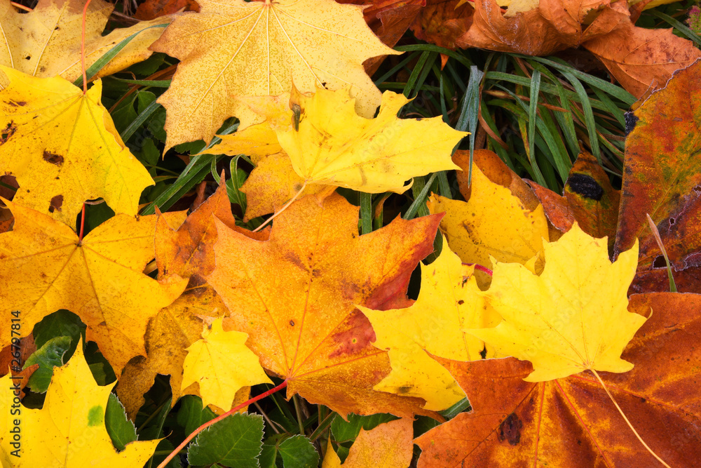 Obraz premium Frosty autumn leaves