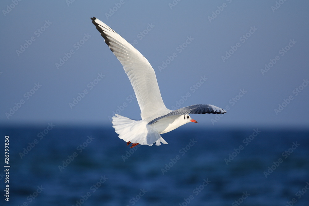 Möwe im Flug-flying gull Möwe im Flug-flying gull