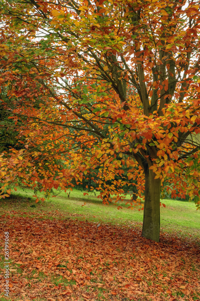 Beautiful Autumn Fall scene with vibrant colors and superb detai