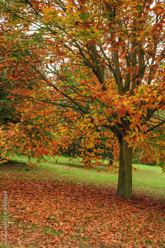 Beautiful Autumn Fall scene with vibrant colors and superb detai Beautiful Autumn Fall scene with vibrant colors and superb detai