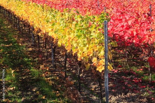 Indian summer, Weinberge, Weinlaub in Herbstverfärbung photo