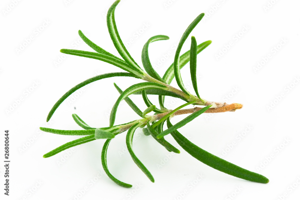 Fototapeta premium Rosemary