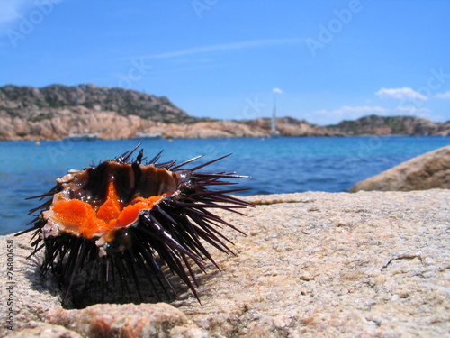 riccio di mare - sea urchin photo
