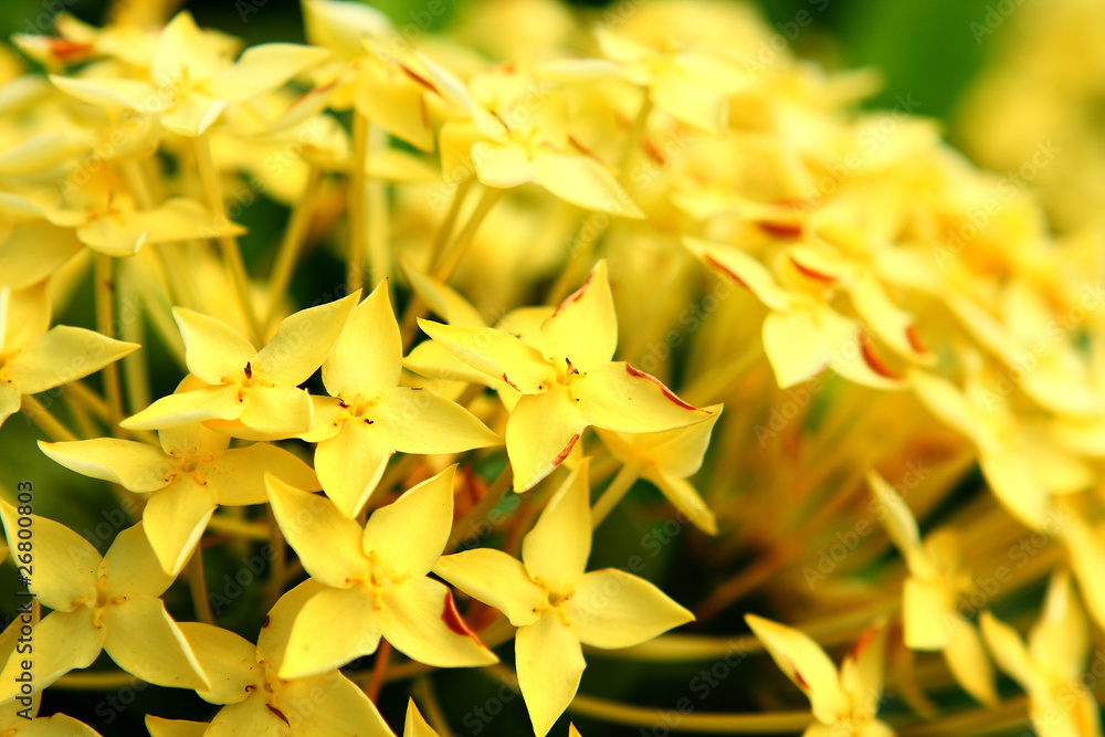 Fototapeta premium yellow flower