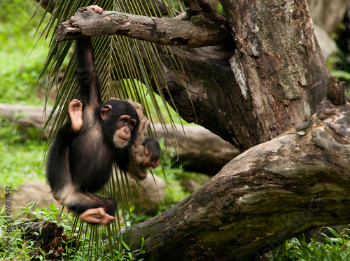 Tela Young Baby Chimpanzee