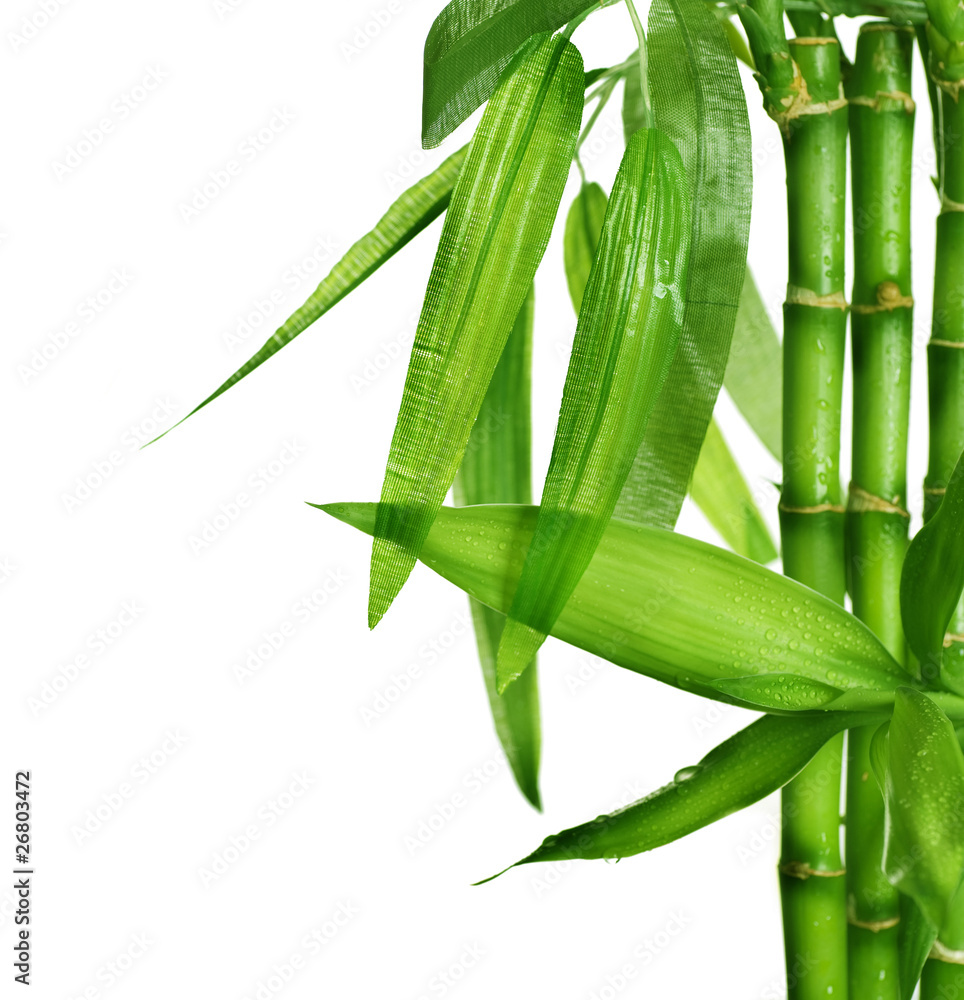 Fototapeta premium Bambus odizolowywający na bielu