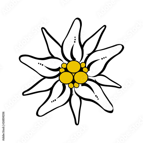 Berg Blume Edelweiß Vektor
