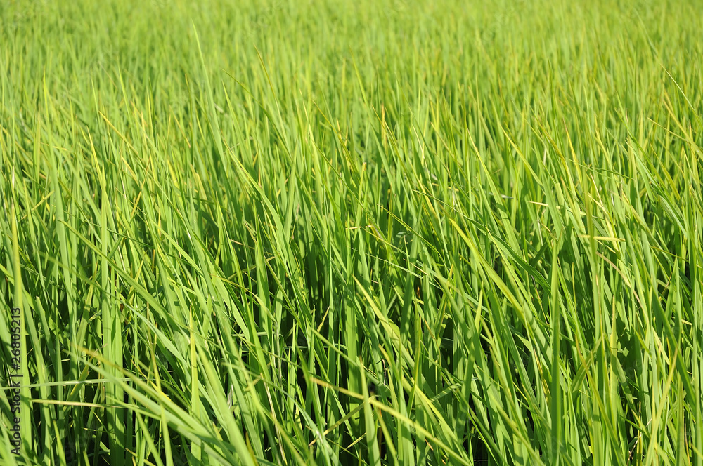 A rice field