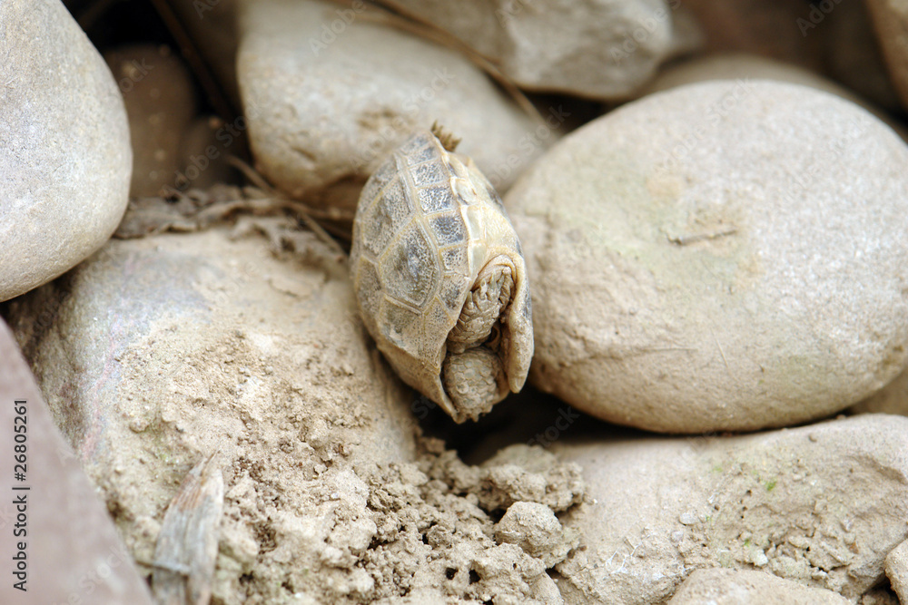 Kleine Schildkröte Kleine Schildkröte