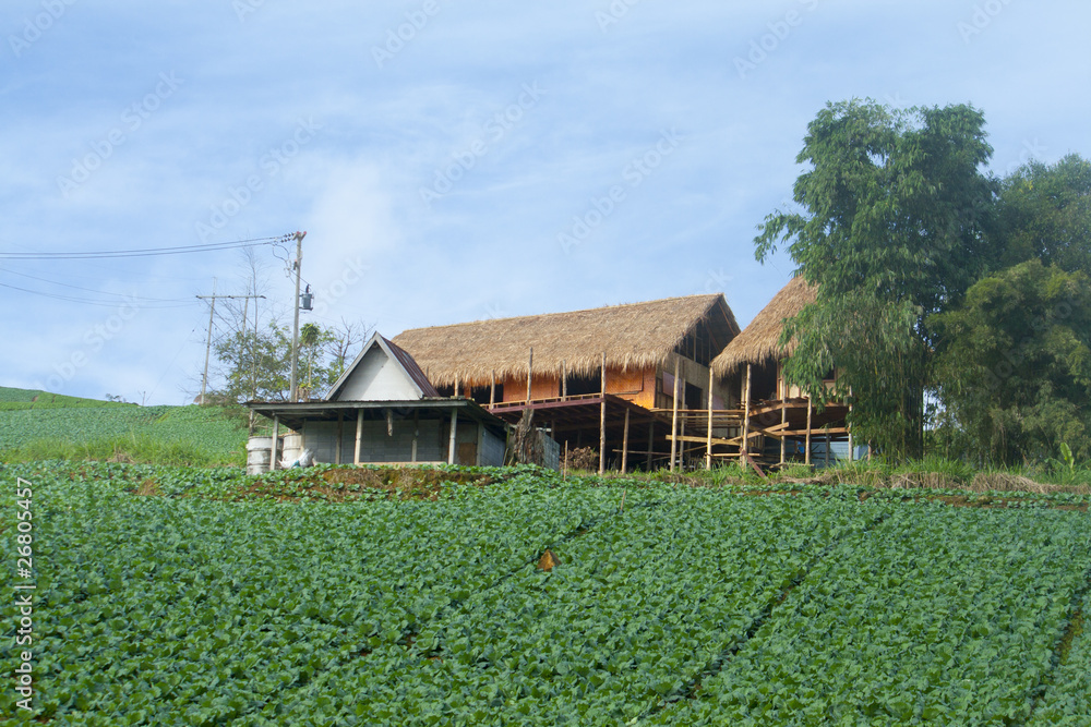 Obraz premium Cabbage field Landscape