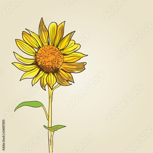 sunflower background