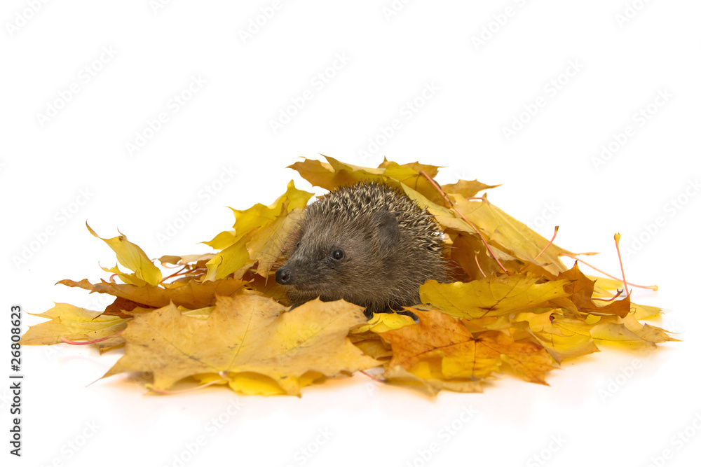 Igel im Laub (Erinaceus europaeus) Stock Photo Adobe Stock