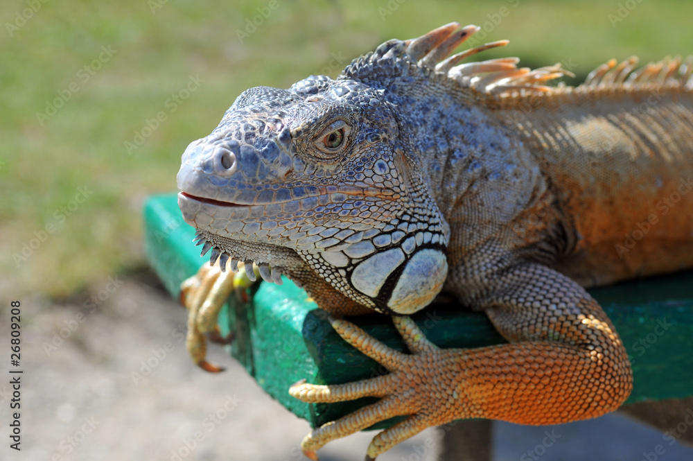 Close-up of Green Iguana