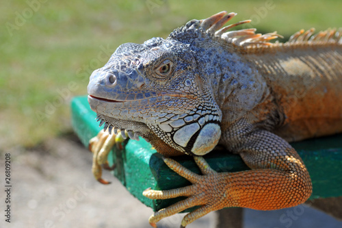 Close-up of Green Iguana
